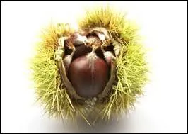 Le châtaignier, arbre typique de l'Ardèche, produit des fruits très ressemblants à son cousin le marronnier d'Inde. Qu'est-ce qui différencie ces deux fruits ?