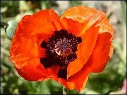 Quel est le nom de la plante, cousine du coquelicot, qui produit les petites graines que l'on retrouve dans certains pains ?