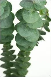 L'eucalyptus, un arbre au parfum si caractéristique donne une huile essentielle indispensable pour parfumer chewing-gum et autres bonbons mentholés. Savez-vous d'où il vient à l'origine ?