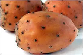 Le figuier de Barbarie est une plante qui donne des fruits comestibles. Quel type de plante est-ce ?