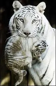 Quel est cet animal ?