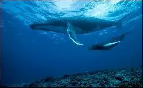 Quel est cet animal ?