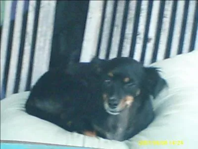 Quel est cet animal ?