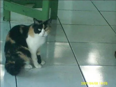 Quel est cet animal ?