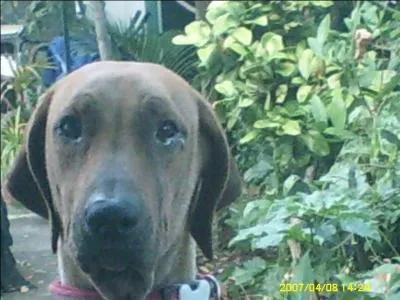 Quel est cet animal ?