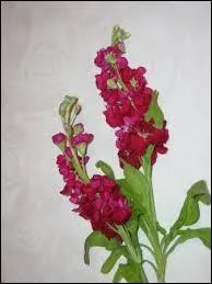 Saurez-vous reconnaître cette fleur ?