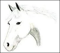 Que veut dire ce cheval ?