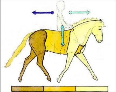 Situez sur se dessin les différentes parties du cheval.