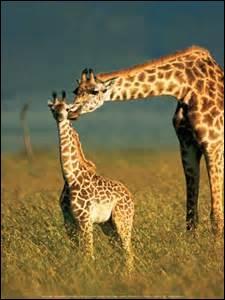 Combien de temps environ vit une girafe ?