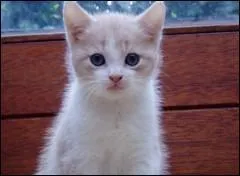 Combien de dents a un chat ?