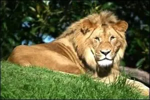 Où vit un lion ?