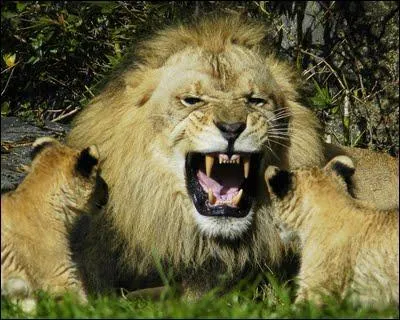 Que mange un lion ?