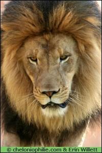 Combien de temps un lion peut-il vivre à l'état sauvage ?