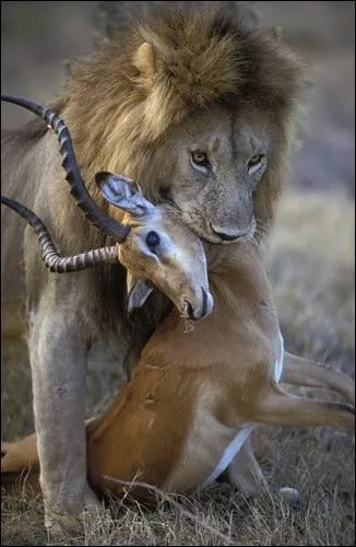 Il peut manger jusqu'à :