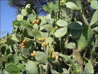 Pays d'origine de cette plante, où le mot barbarie ne concerne pas que les figuiers, qui eux ne figurent pas au menu des arènes !