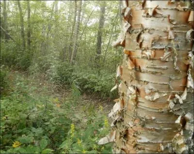 Il est emblématique de cette région, pour trouver la réponse, vous allez avoir du bouleau (jaune) !