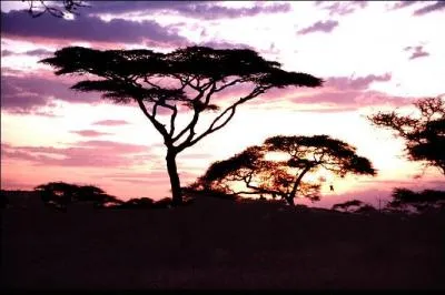 Attaquée par des mammifères au long cou, cette espèce d'arbre, l'acacia, a fait alliance avec des fourmis qui la protègent, alors piquez-vous de connaître la réponse !