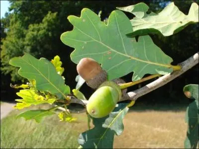 Trouver la réponse à cette photo vous évitera de passer pour le fruit de cet arbre !