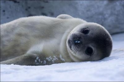 Qu'est-ce que c'est mignon... mais quel animal est-ce là ?