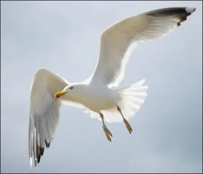 Faites attention, cet oiseau pourrait vous foncer dessus pour récupérer gâteau ou sandwich que vous avez en main !