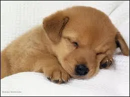 Que faut-il envisager durant la période de socialisation du chiot ? (entre le 21° jour et le troisième mois de la vie du chiot)