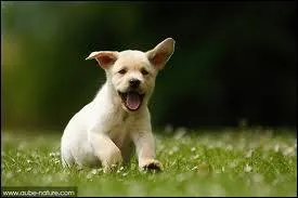 Lorsqu'on a un chiot à tendance agitée, il faut :