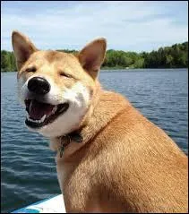 Un chien qui a un comportement d'excitation exagérée au retour des maîtres, a un problème :
