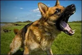 L'agressivité par peur est provoquée lorsque le chien :