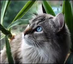 Comment se nomme le chef du clan du tonnerre ?