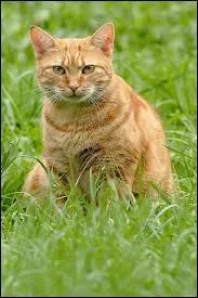 Dès que Rusty entre au sein de son nouveau clan, quel est son nom d'apprenti ?