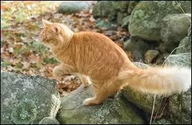 Avant la mort de Plume Rousse , qui tait-il ?