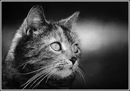 Qui succde  Petite feuille ?