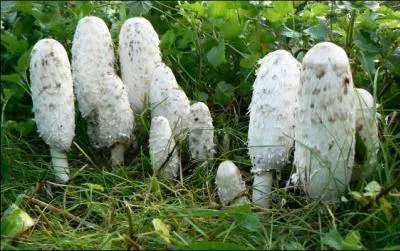 Ce champignon des prés on le consomme cru en salade lorsqu'il est jeune, mais de qui s'agit-il ?