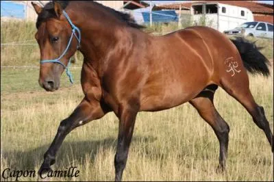 Quel est le nom de la pièce de harnachement pratiquée dans le le milieu équestre ? (Qui se place sur la tête de l'animal. )
