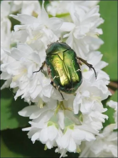 Quel est cet animal ?