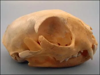 A qui appartient ce crne ?