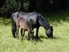 Quiz Galop 3
