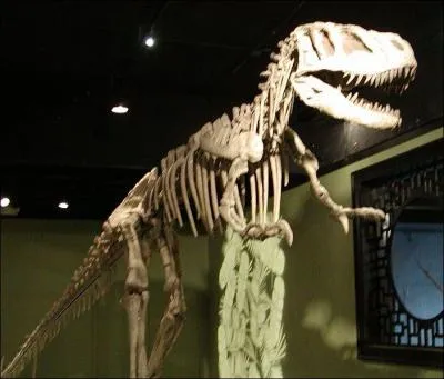  quel dinosaure appartient ce squelette ?