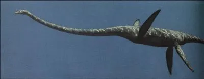 Quel est ce reptile marin ?