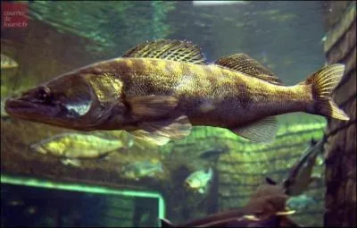 Les pcheurs seront  leur article  Pescalis et les curieux de nature pourront observer un aquarium de poissons d'eau douce, mais o est situ Pescalis ?