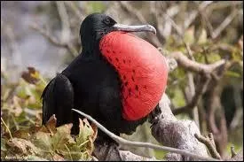 A quel Etat vous fait penser cette frgate du Pacifique ?