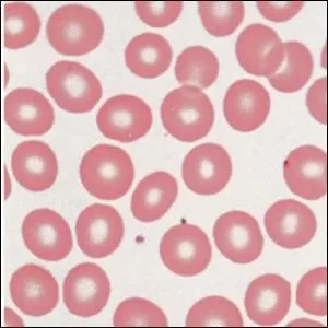 Quel est le rle d'un globule rouge ?