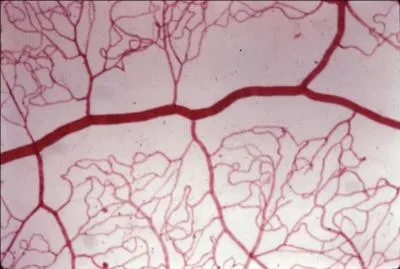 Sous quel nom sont plus connus les rythrocytes ?
