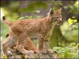 Est-ce que le lynx d'Espagne est en voie de disparition ?