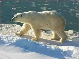 Quel est cet animal ?