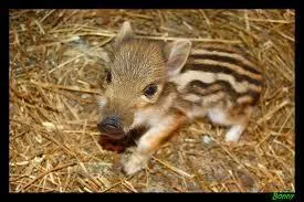 Comment appelle-t-on le petit du sanglier ?