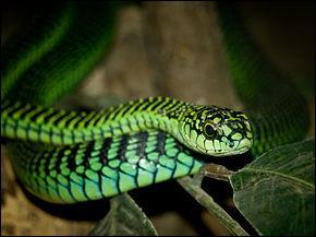 Pouvant dpasser les 180 cm, ce serpent fait partie de la famille des Colubridae et a un venin trs puissant, c'est...