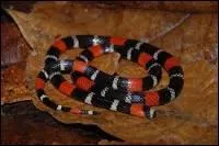 Il fait partie de la mme famille que le serpent de la question 2, sa taille peut atteindre les 1 mtre 30 cm, comment s'appelle t-il ?