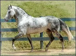 Le cheval pse environ :