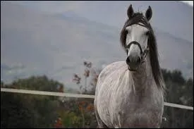 Que veut dire  rumine  ?